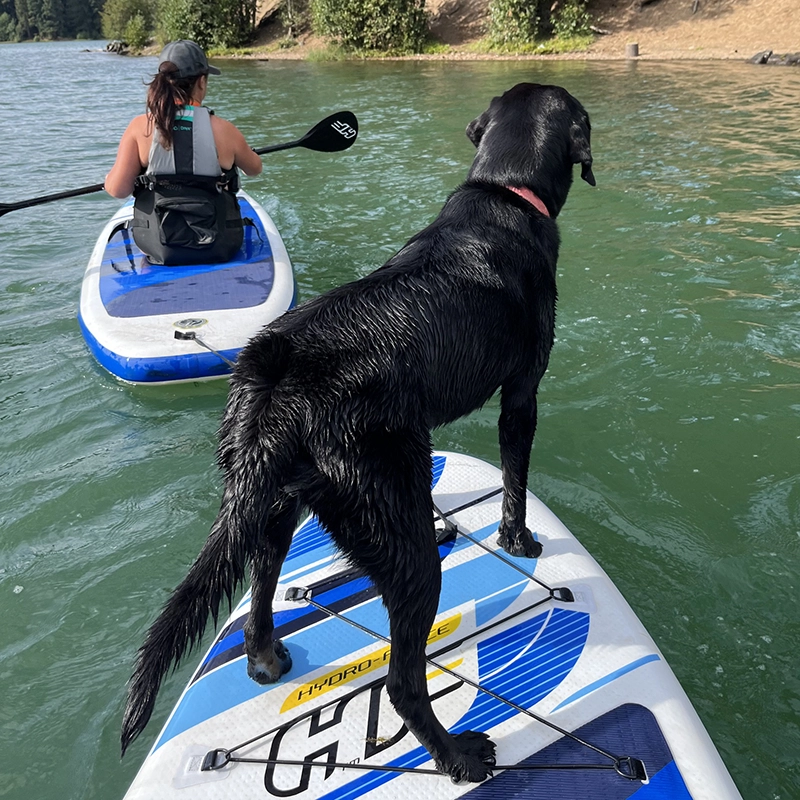 Black Labrador from Water Walker Labs standing on a paddleboard, watching its owner paddle a SUP across a Pacific Northwest lake.