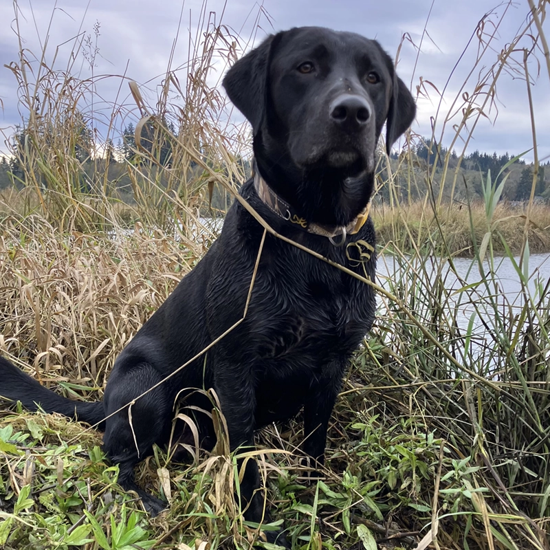 Black Lab Smedley Butler from Water Walker Labs sitting in marsh grass beside a Pacific Northwest waterfowl pond.