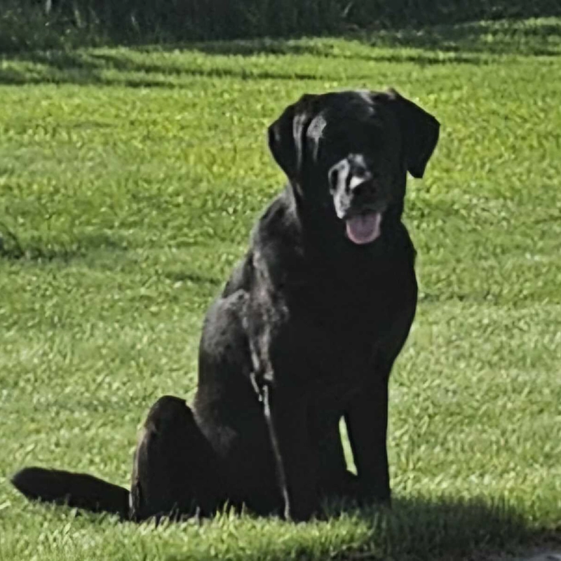 Stormy, a black Labrador from Water Walker Labs, sitting in a sunny grass field.