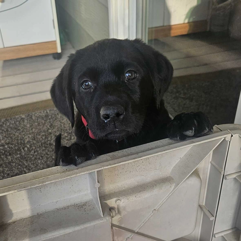 Aly as a puppy, a black Lab from Water Walker Labs, peeking over a baby gate.