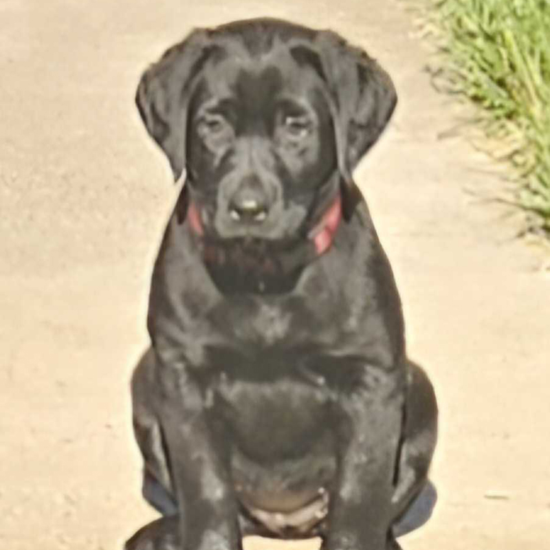 Young black Labrador from Water Walker Labs sitting on a driveway with a red collar.