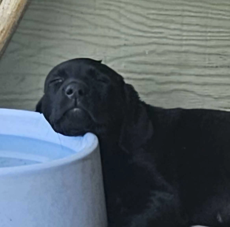 Aly as a puppy, a black Lab from Water Walker Labs, asleep with her head resting on her water bowl.