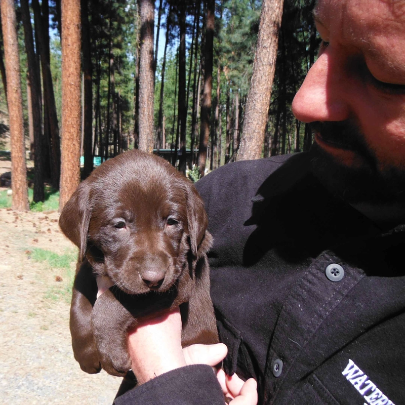Water Walker Labs co-owner Jason Stevenson holding River, a chocolate Lab puppy from the 2026 litter.