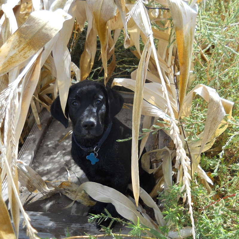 Young black Labrador from Water Walker Labs sitting in a corn stalk hunting blind in the field.