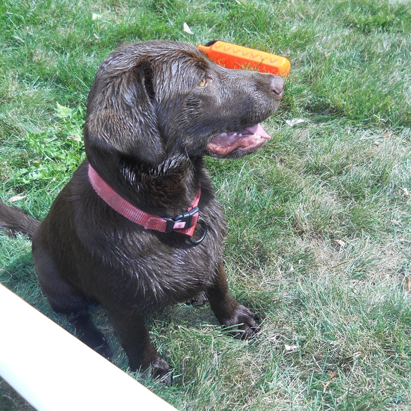 Wet chocolate Labrador from Water Walker Labs sitting in the grass with an orange training dummy in its mouth.