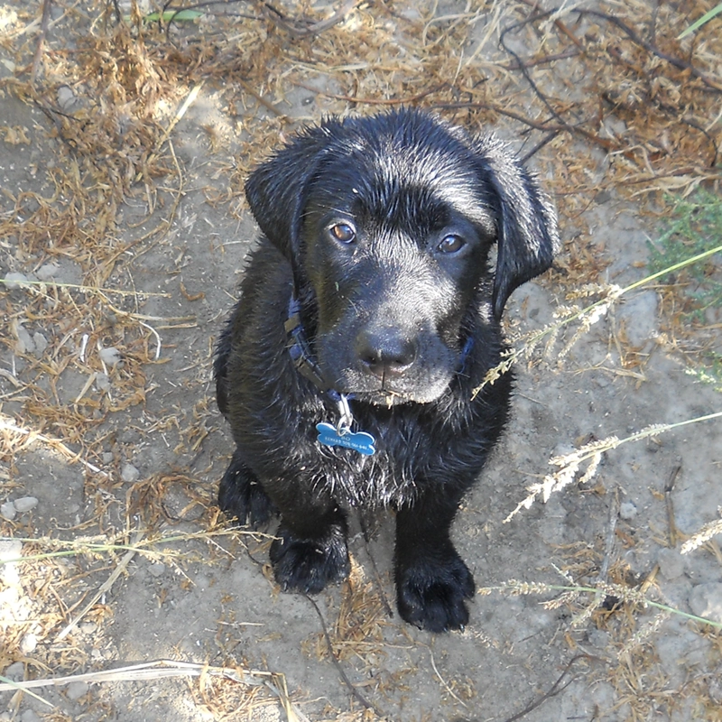 Wet black Labrador puppy from Water Walker Labs sitting on dry grass after a water retrieve.