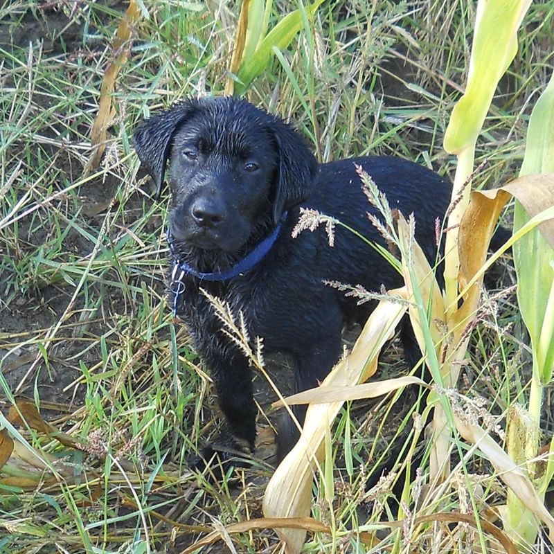 Black Labrador puppy from Water Walker Labs working through tall grass and corn stalks in the field.