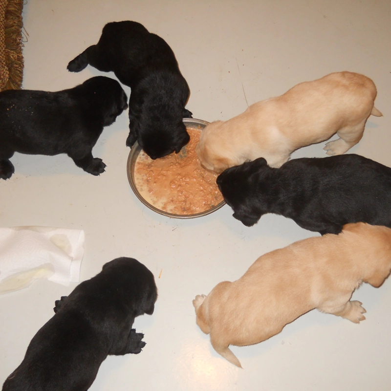 Litter of black and yellow Labrador puppies from Water Walker Labs eating together from a shared bowl at weaning age.