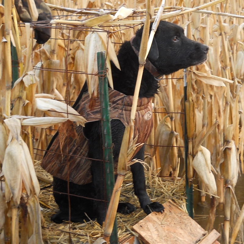 Black Labrador gun dog from Water Walker Labs in a camo vest, alert in a corn stalk duck blind.