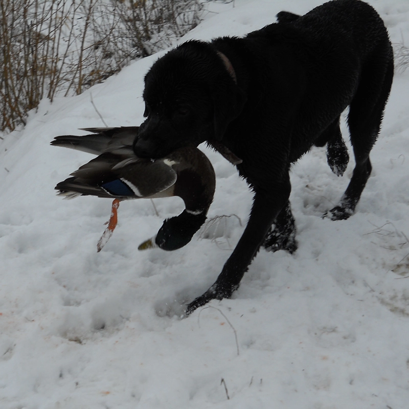 Black Lab retriever from Water Walker Labs carrying a mallard drake through the snow after a successful retrieve.