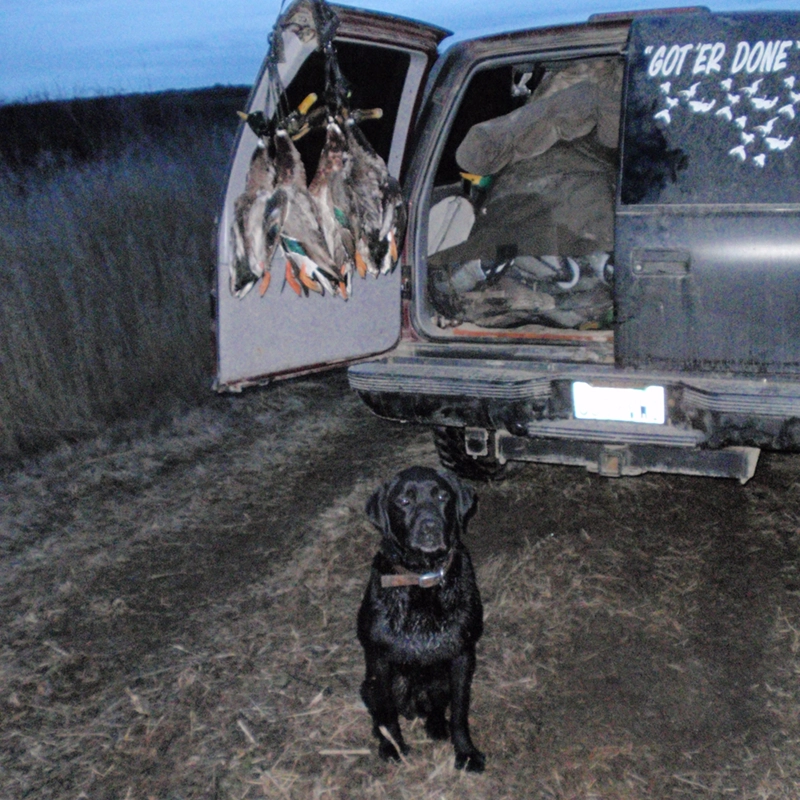 Black Labrador from Water Walker Labs sitting by a hunting truck with harvested ducks hanging from the tailgate at dusk.