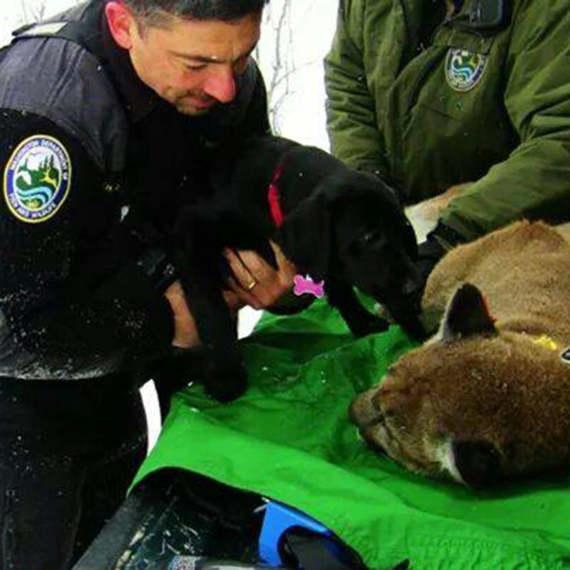 Black Labrador puppy from Water Walker Labs introduced to a sedated mountain lion by Washington Fish and Wildlife officers.