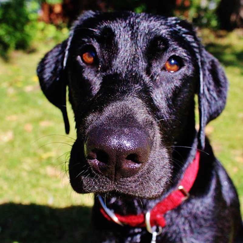 Close-up portrait of a black Labrador from Water Walker Labs with a red collar, looking directly at the camera.