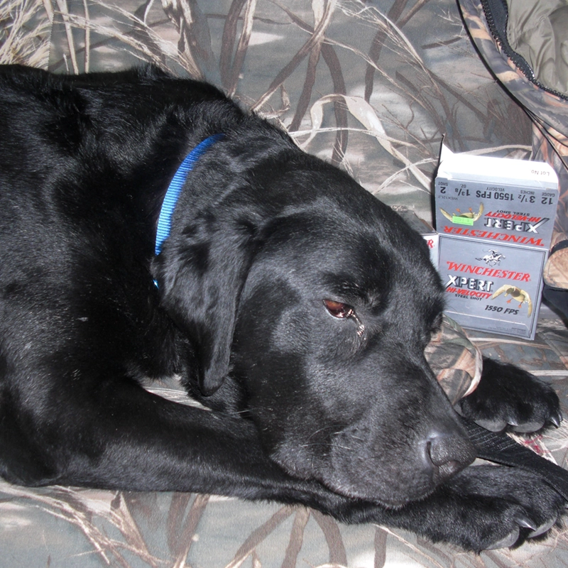 Black Lab gun dog from Water Walker Labs resting on camo next to a box of Winchester steel shot during a waterfowl hunt.