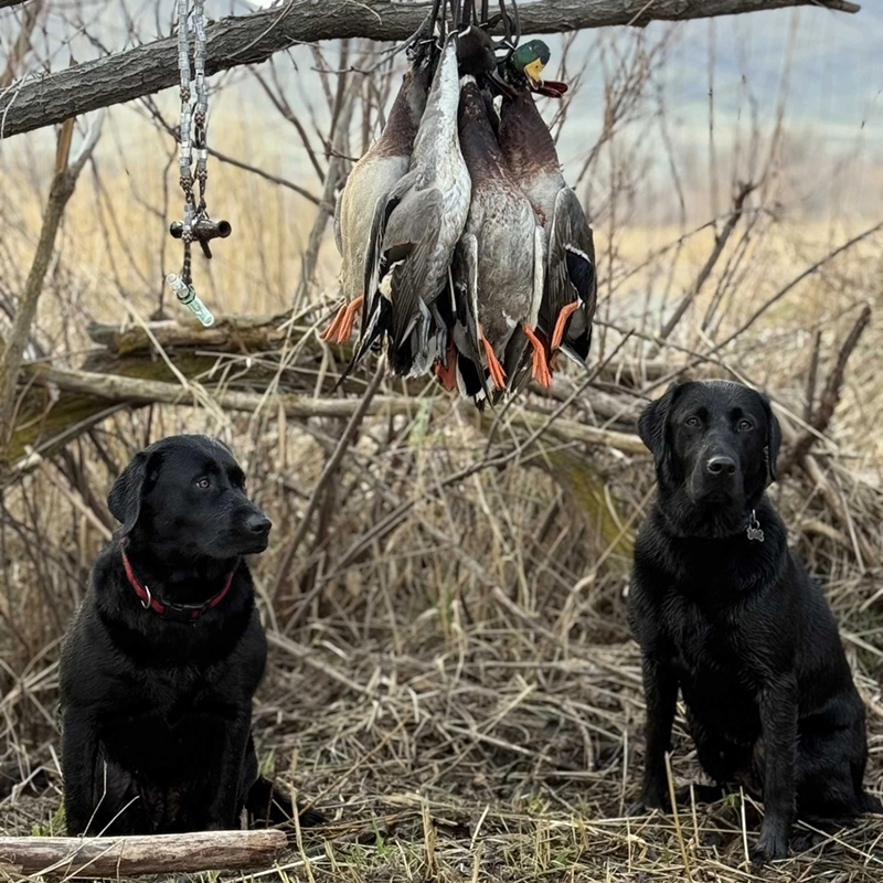 Drake and Tilly, two black Labradors from Water Walker Labs, sitting beneath a strap of harvested mallards after a duck hunt.