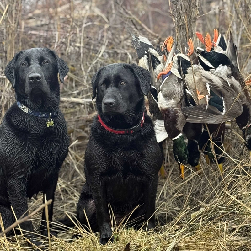 Drake and Tilly, two black Labradors from Water Walker Labs, posed with a line of harvested ducks after a successful hunt.