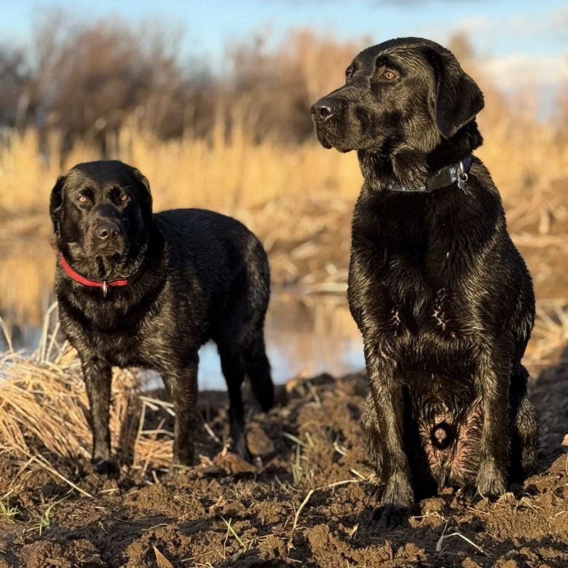 Drake and Tilly, two black Labradors from Water Walker Labs, standing in a muddy field at golden hour during a waterfowl hunt.