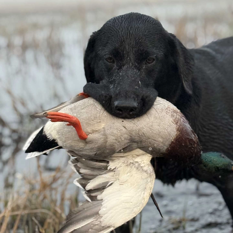 Black Lab from Water Walker Labs retrieving a freshly downed duck in a misty marsh.