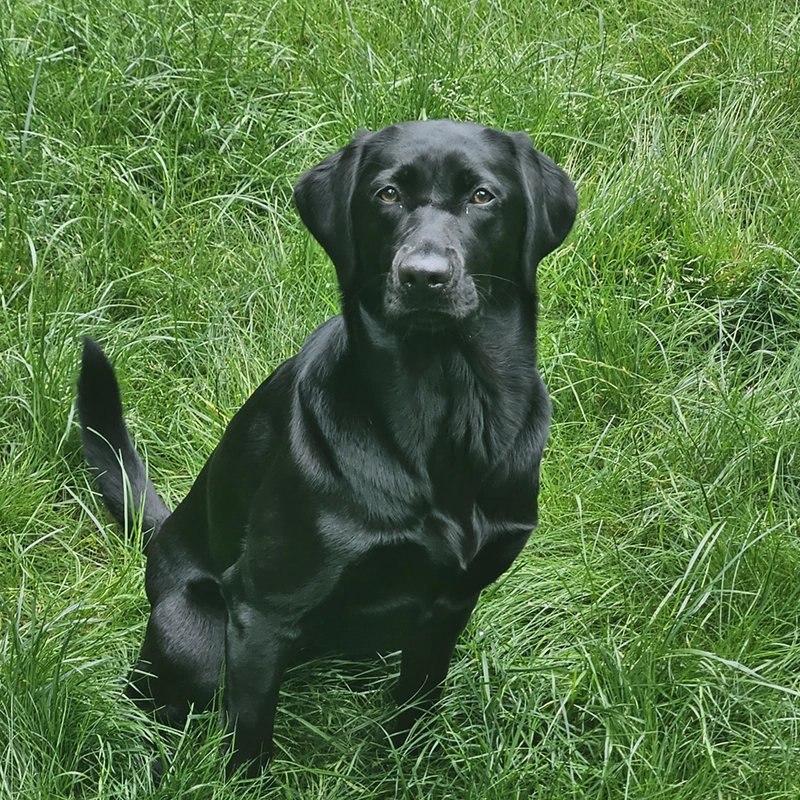 Ele, a black Labrador and family companion from Water Walker Labs, sitting in tall green grass.