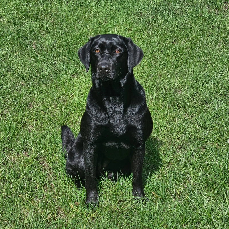 Ele, a black Labrador duck dog from Water Walker Labs, sitting alert in a mowed green lawn.