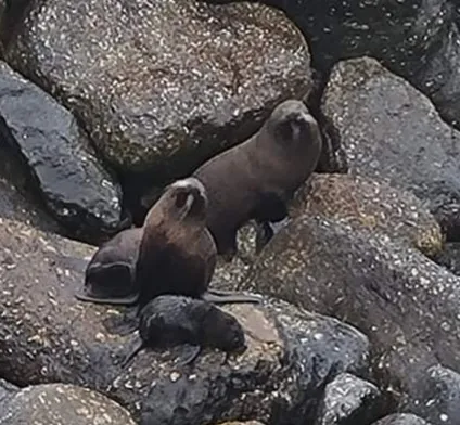 Seals on the west coast of new zealand