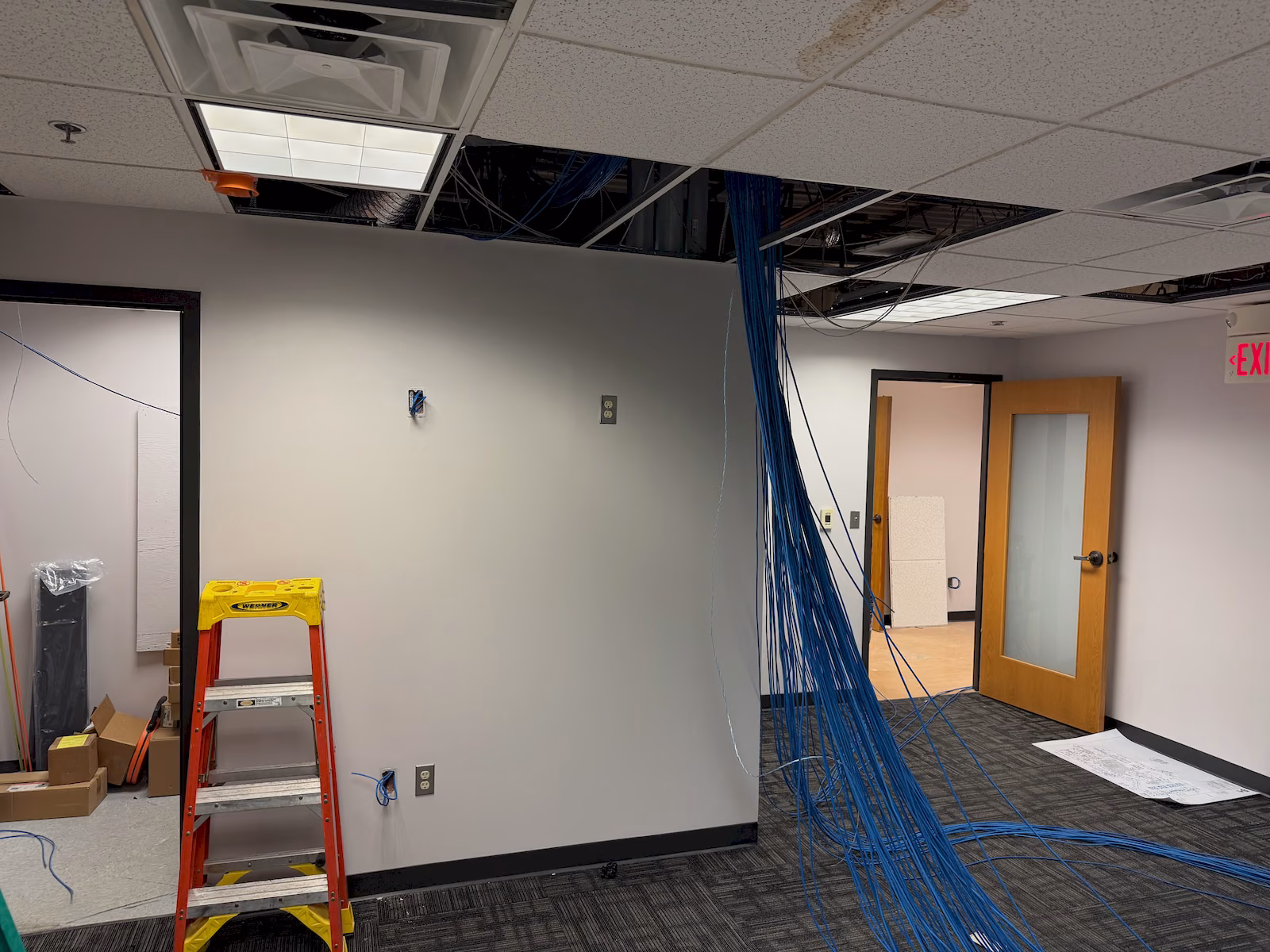 Large bundles of blue data cabling hanging from the ceiling during commercial cabling rough-in.