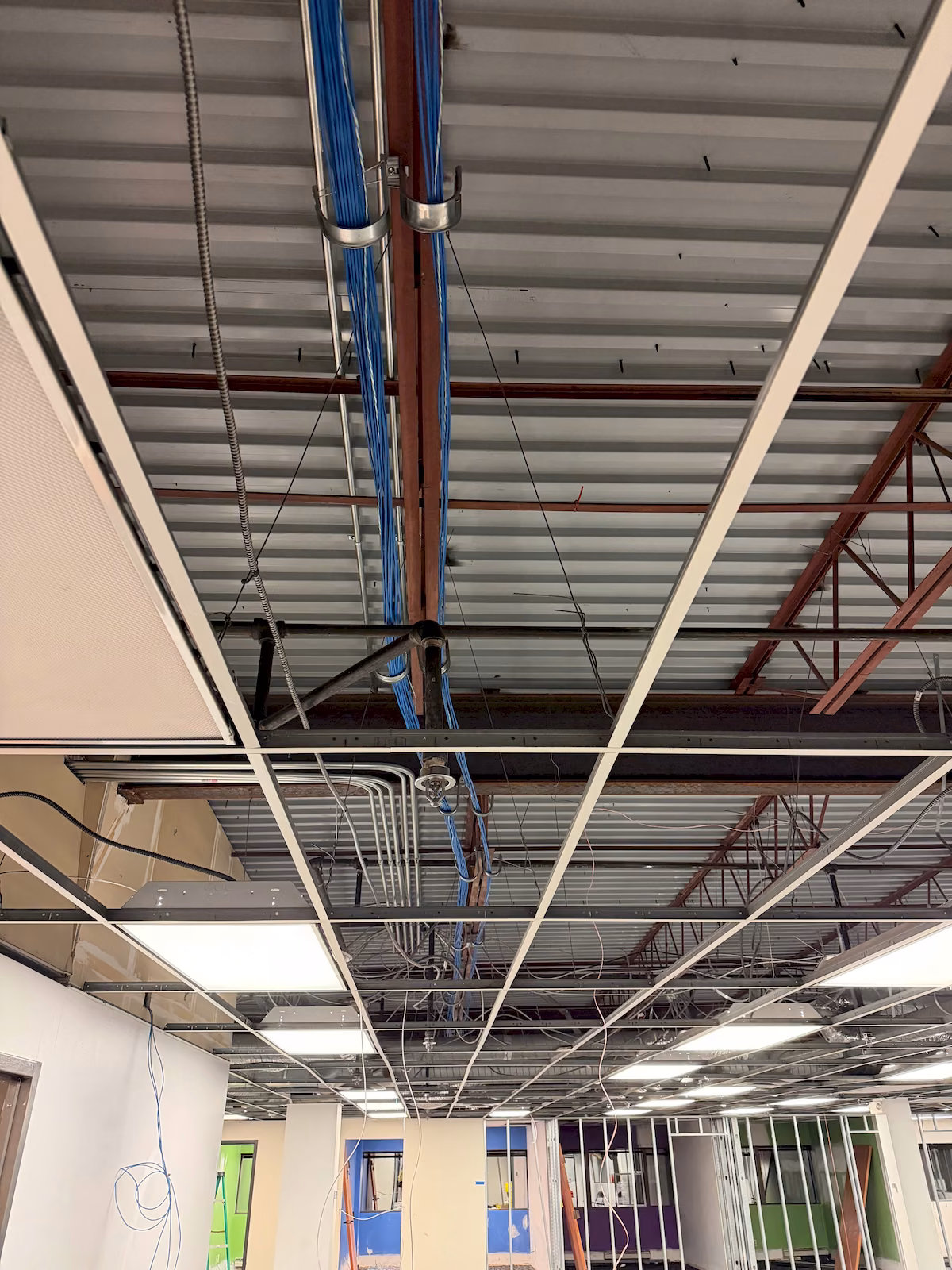 Blue commercial data cabling supported above an open suspended ceiling during renovation.