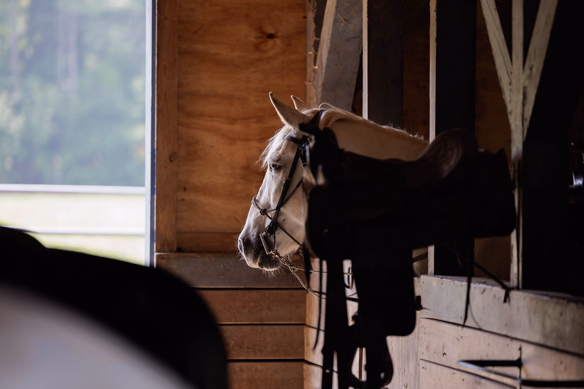 A white horse wearing a bridle looks out a wooden stable window, with a saddle hanging in the foreground.