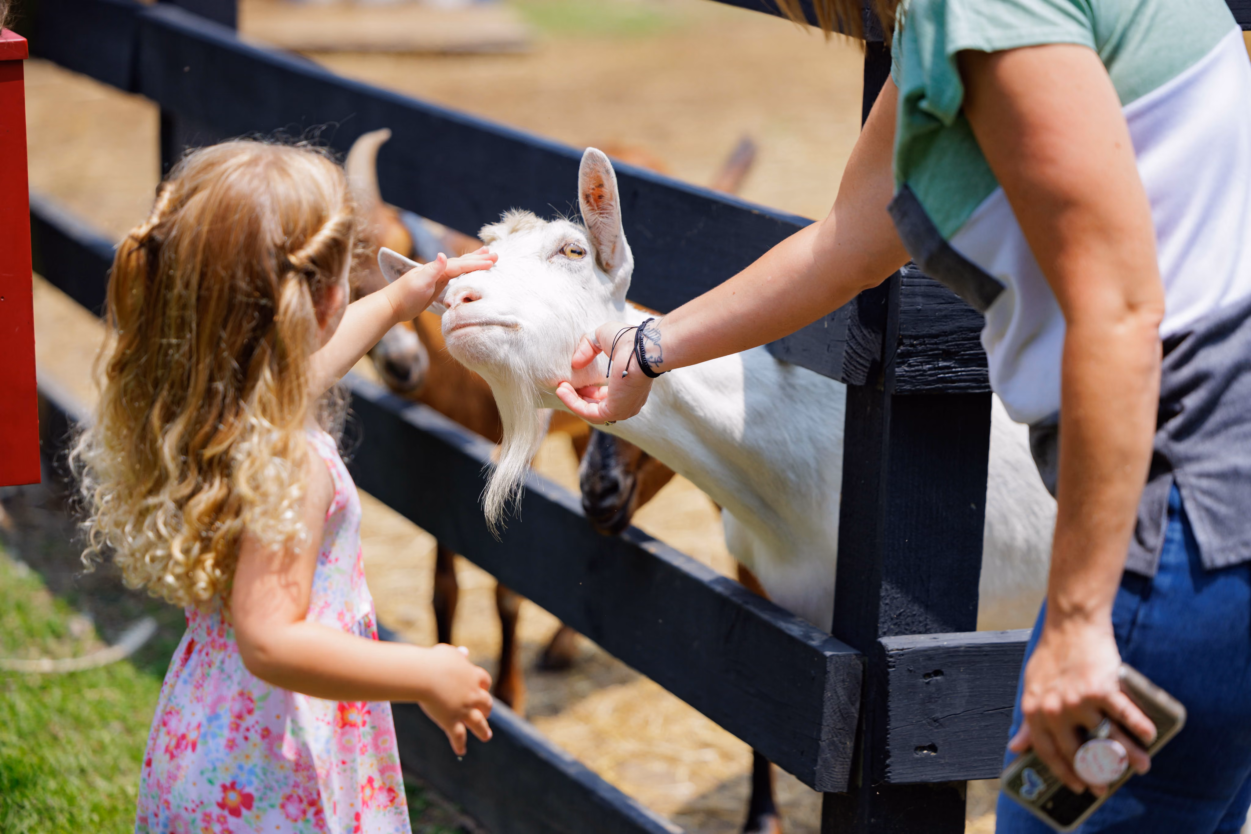 A young girl in a floral dress pets a white goat through a wooden fence at the ranch petting zoo.