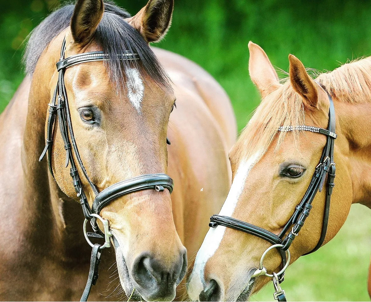 Two bridled horses stand close together, a bay with a star and a chestnut with a blaze.