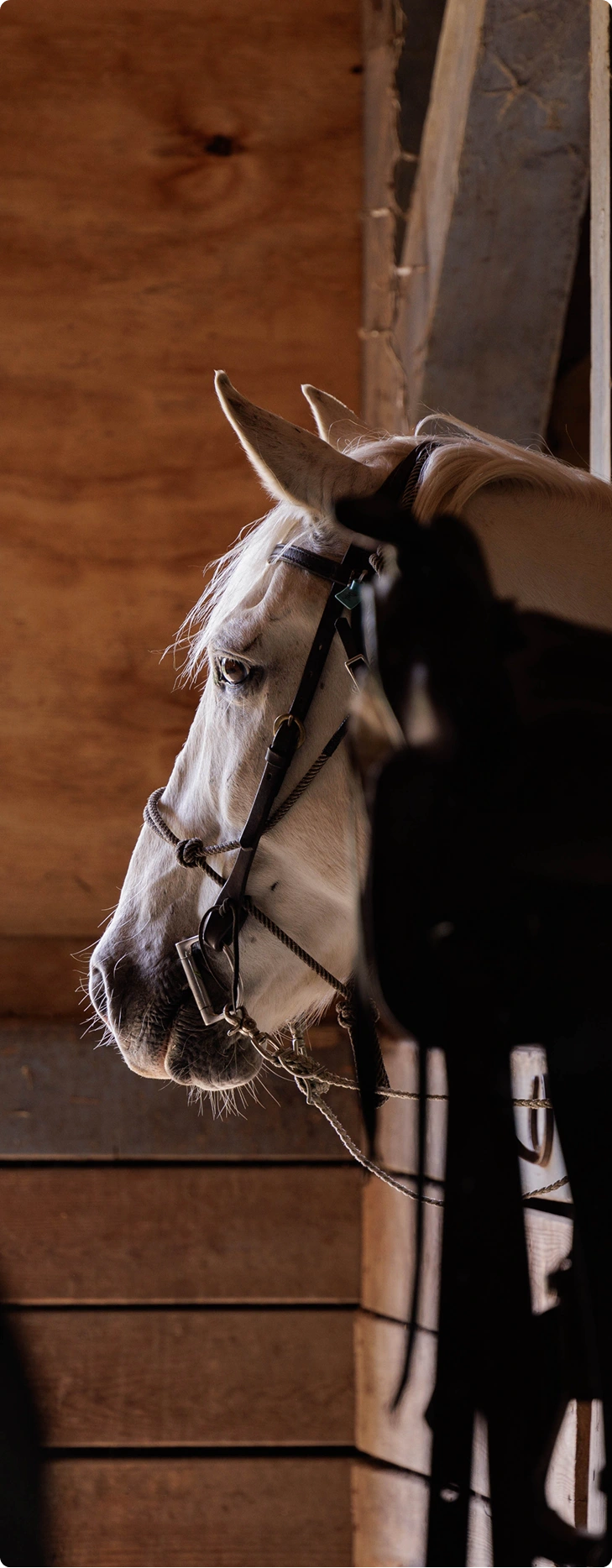 A white horse wearing a bridle stands in profile inside a wooden barn.