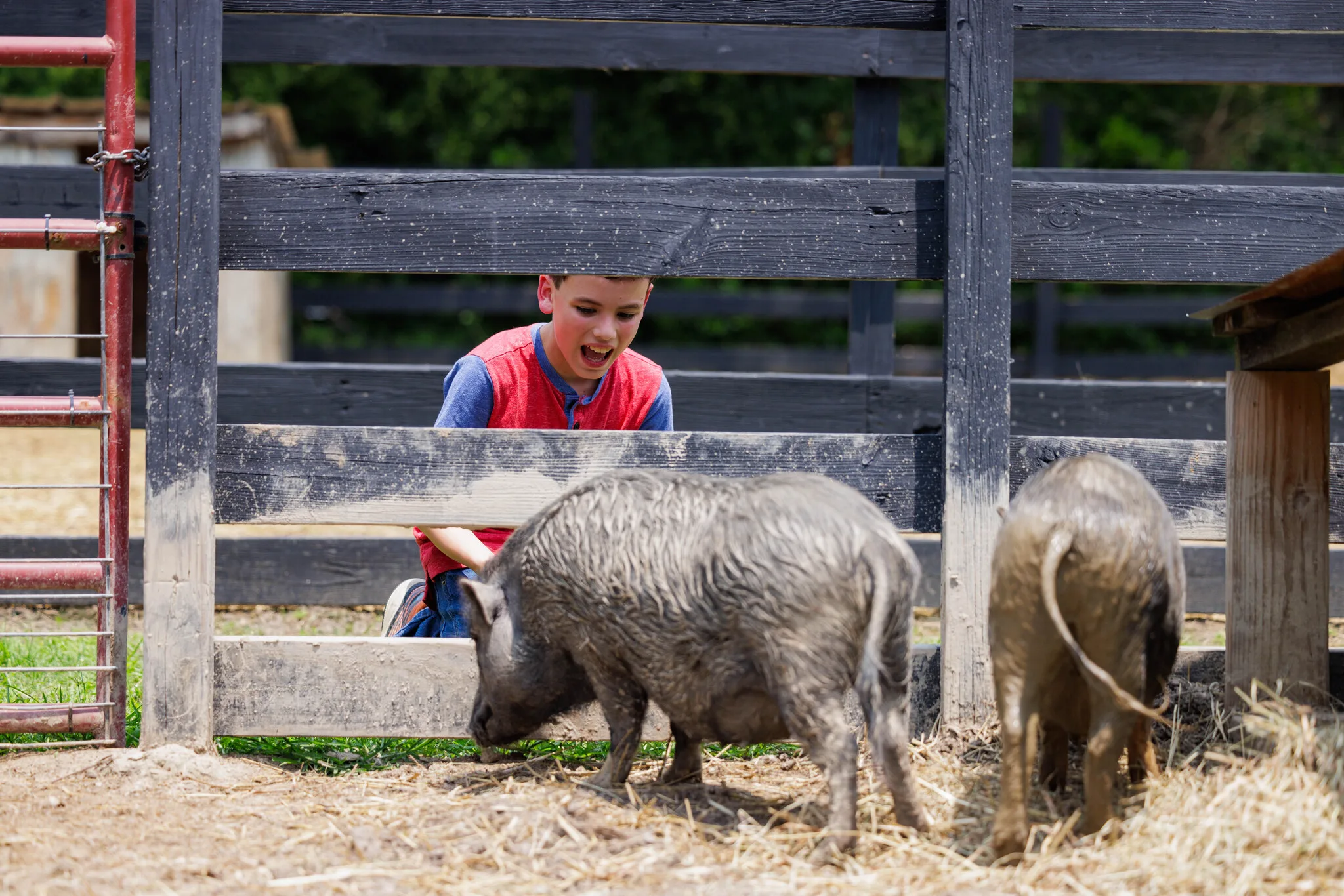 An excited boy in a red-and-blue shirt peers through a fence at two muddy pigs.