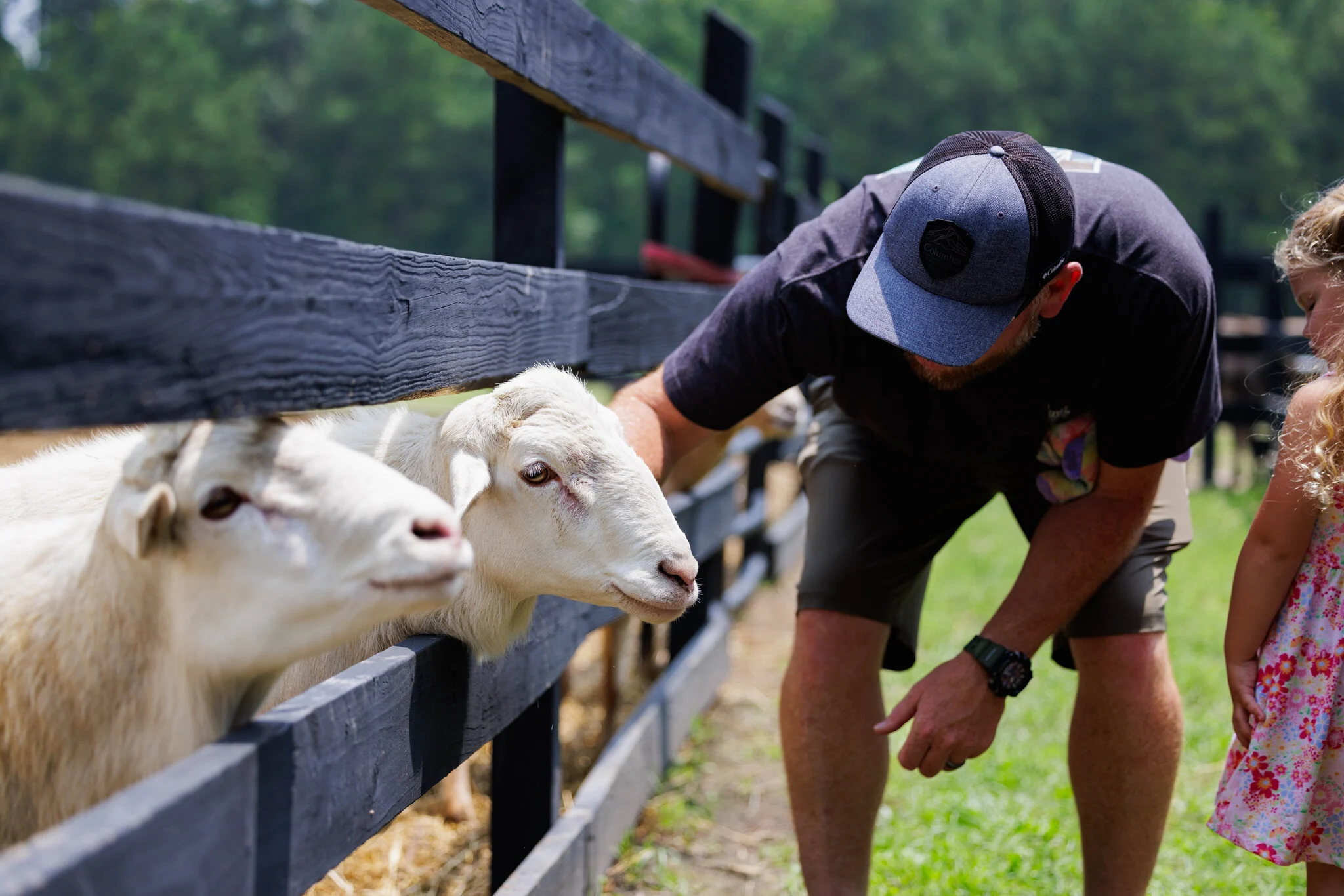 A man pets a white sheep through a fence while a young girl in a floral dress watches.