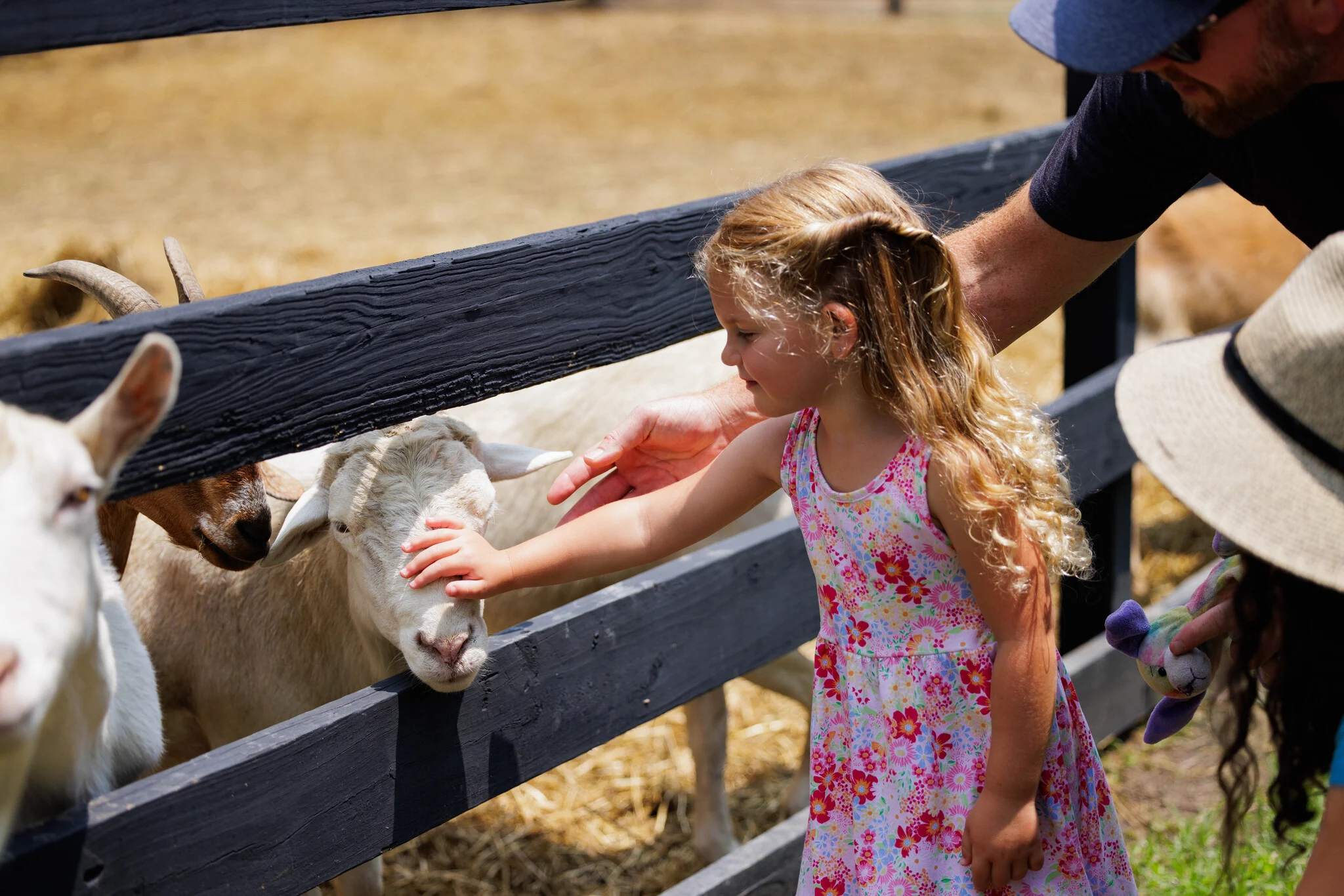 A smiling girl in a pink floral dress pets a white sheep through a wooden fence, with a goat nearby.