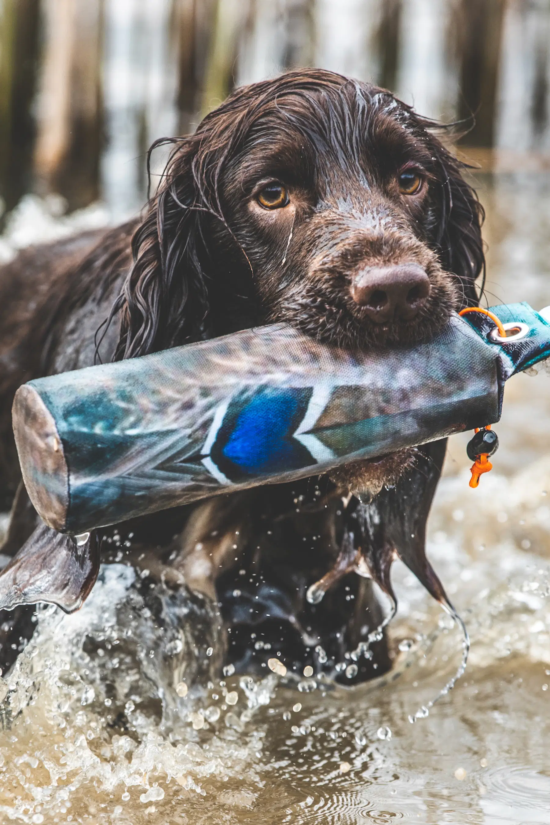 A wet gundog retrieving a dummy with perfect focus