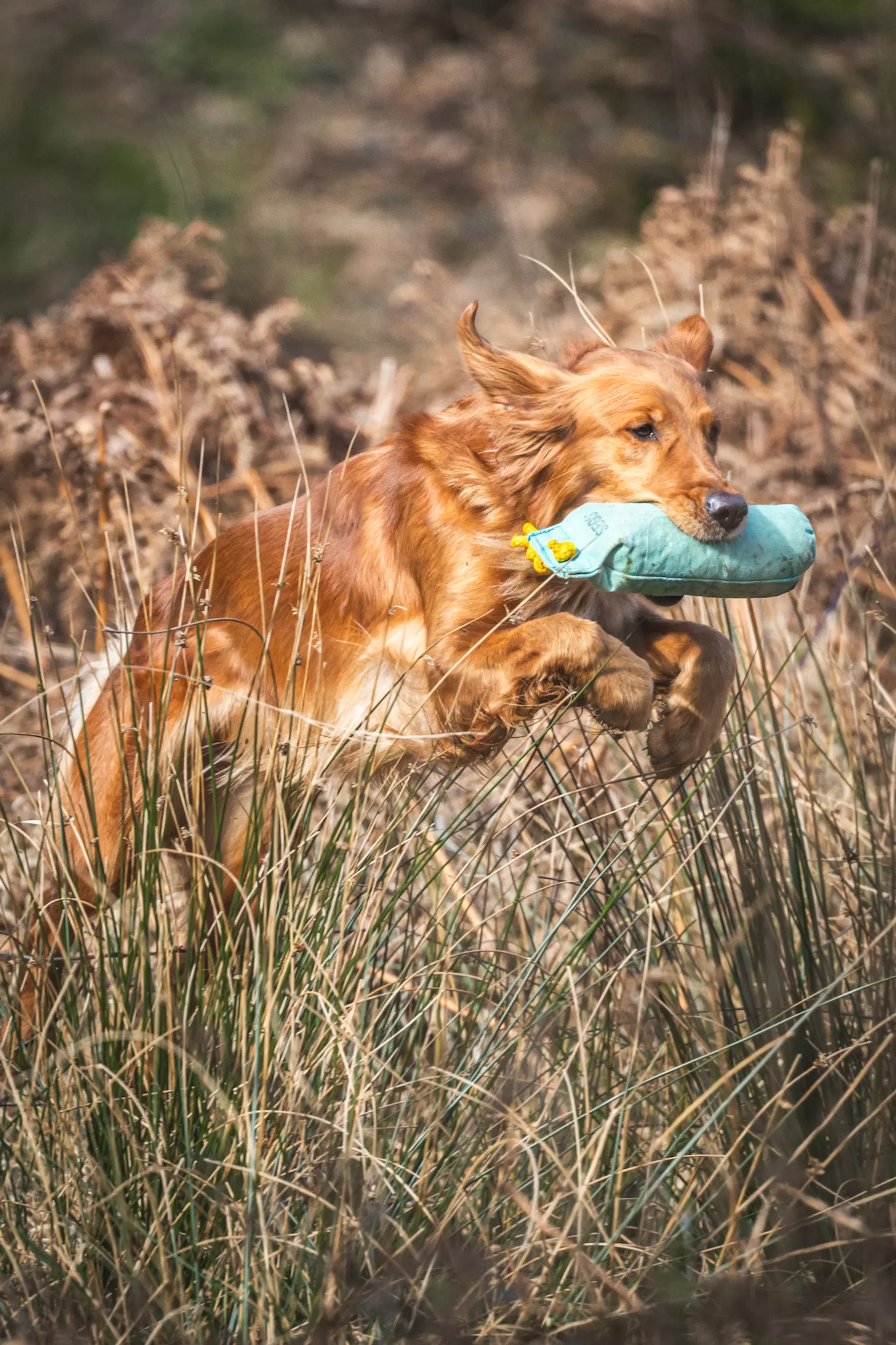 Golden Retriever mid-leap during a gundog photography session