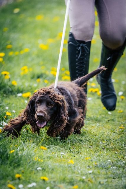 Lively brown spaniel being guided through a field, showcasing dynamic gundog photography