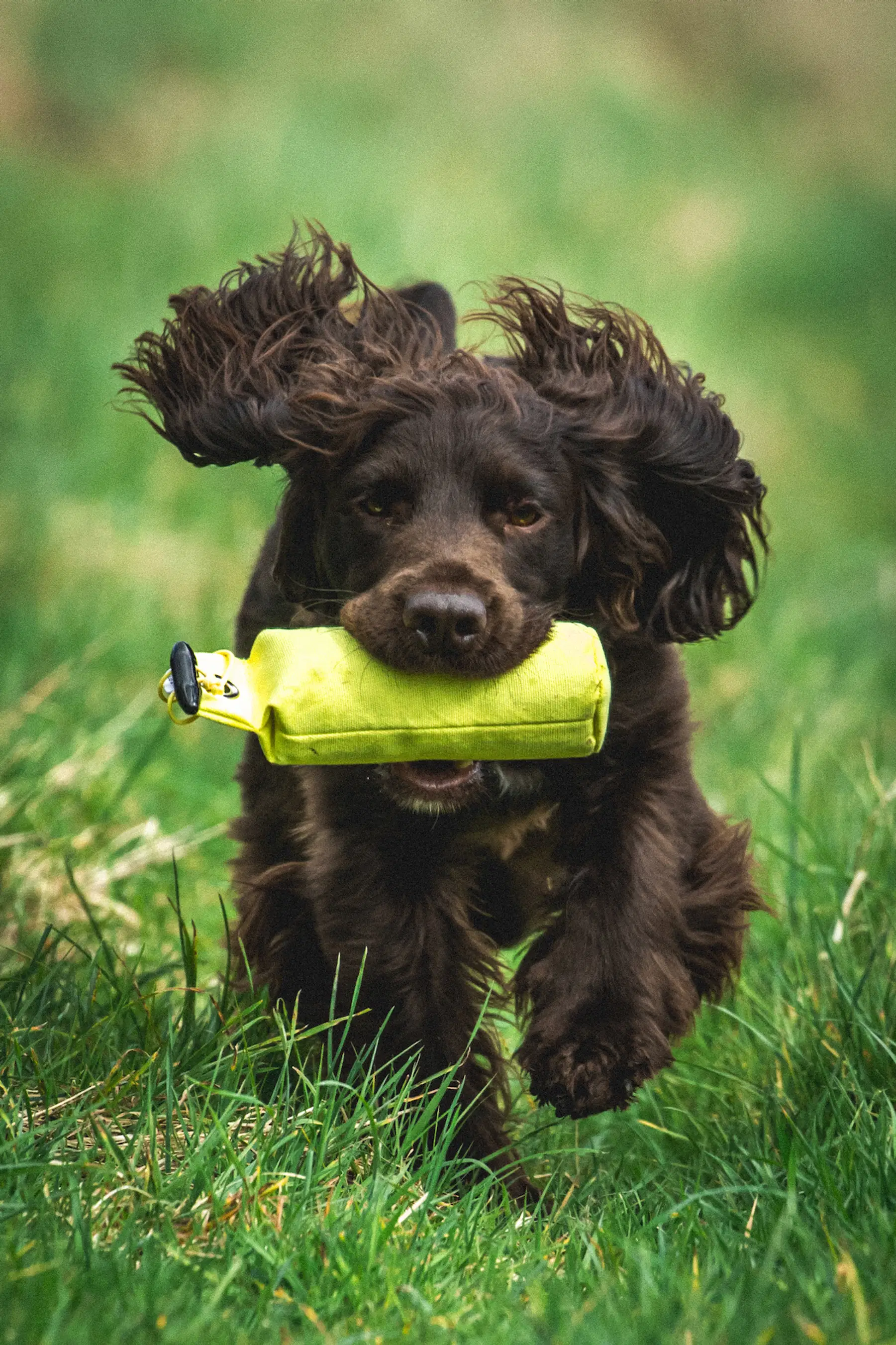 Close-up of a gundog mid-run retrieving a yellow dummy in green grass