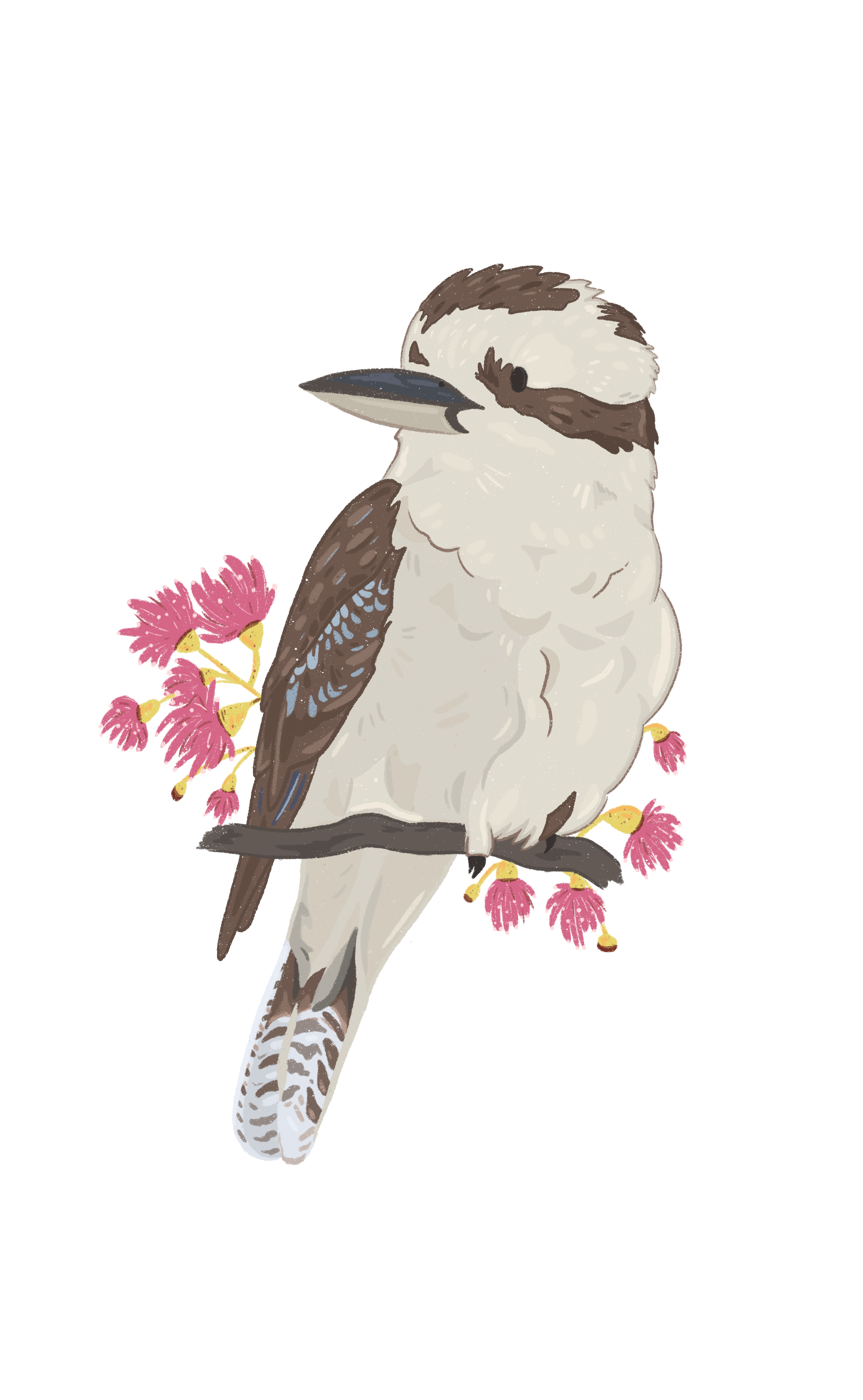 kookaburra sitting on bottlebrush drawing