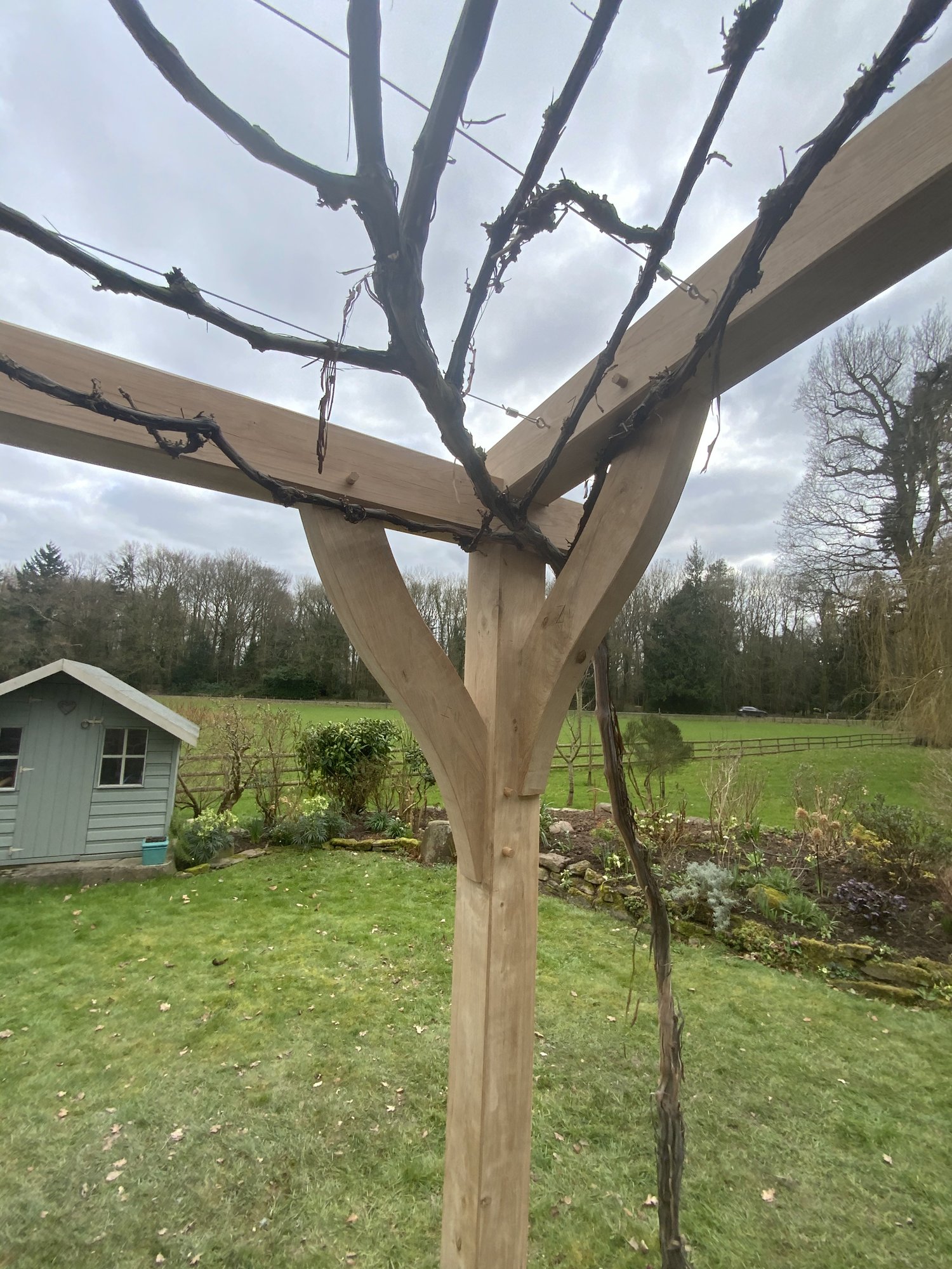 Looking up at the curved braces and beams of the oak pergola at Llanarth.