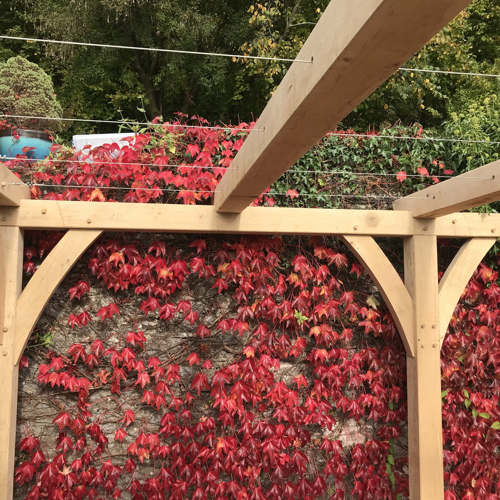 Oak pergola with curved braces in autumn colour