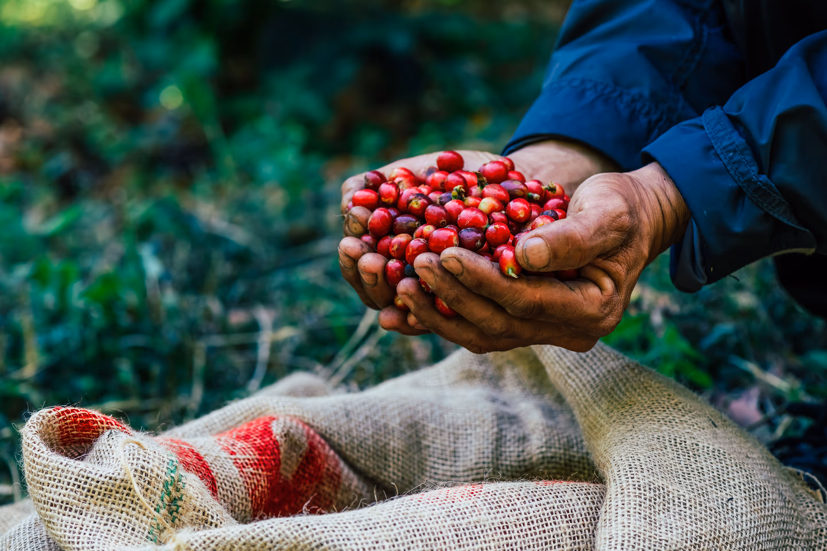 Close-up of dirty hands holding ripe red coffee cherries above a burlap sack outdoors.