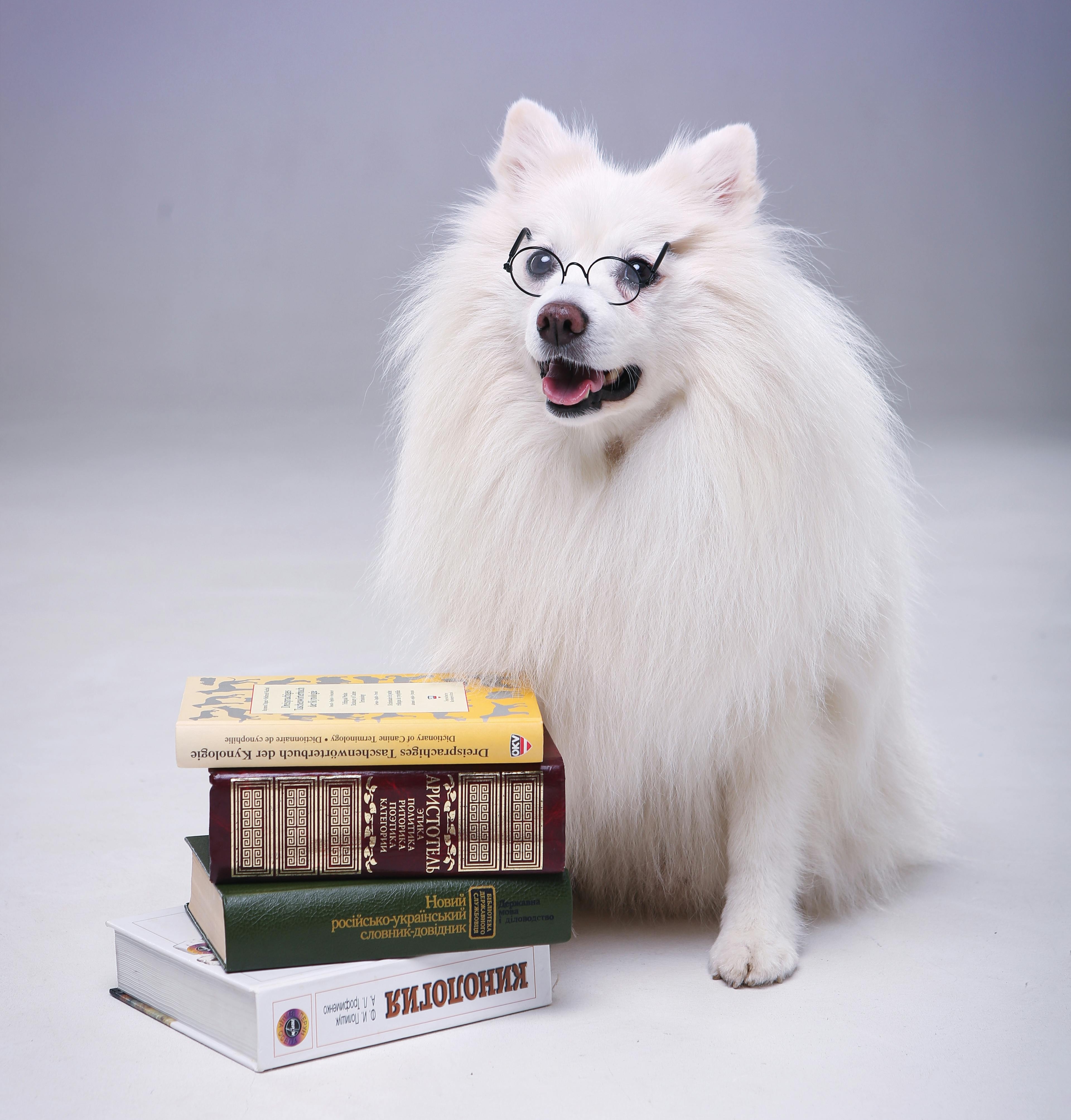 A fluffy white dog wearing reading glasses, sitting beside a stack of books.