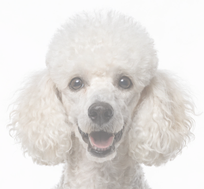 Poodle Dog Breeders | Pawthenticity USDA Database
