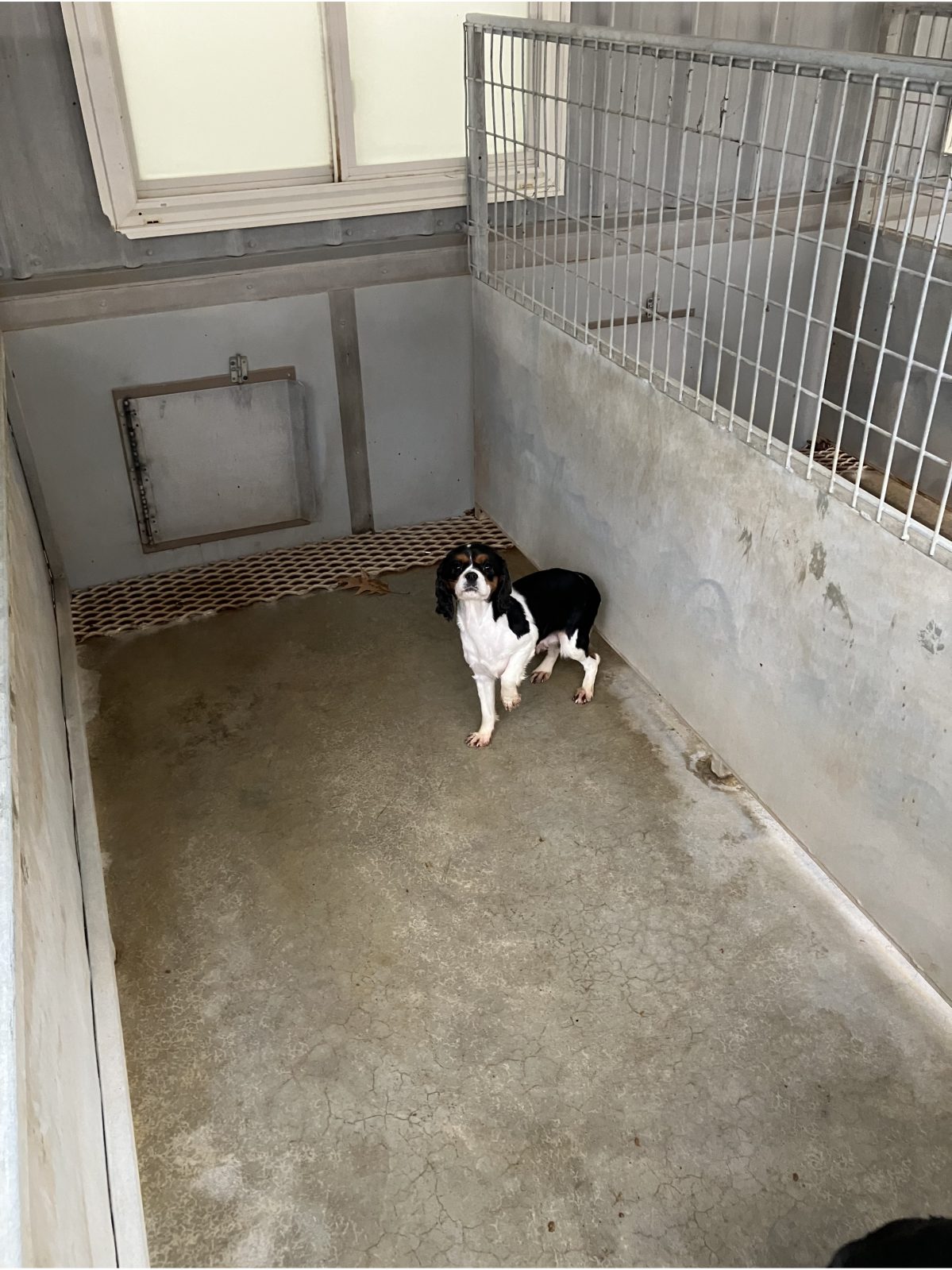 Kennel photograph taken at the Ohio inspection of David D Yoder – Sugarcreek, OH on November 14, 2025, page 2 of the inspection report