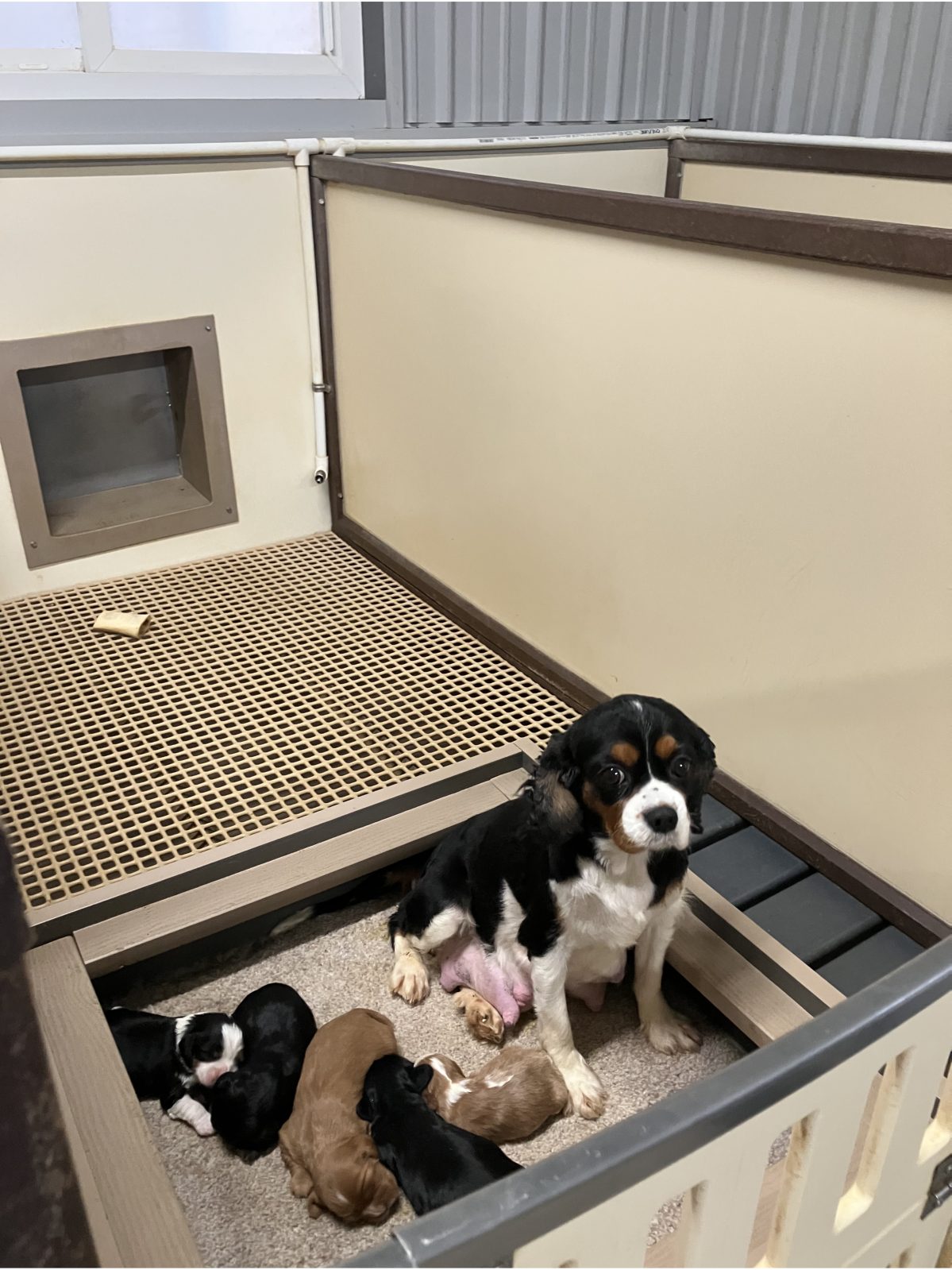 Kennel photograph taken at the Ohio inspection of David D Yoder – Sugarcreek, OH on November 14, 2025, page 3 of the inspection report