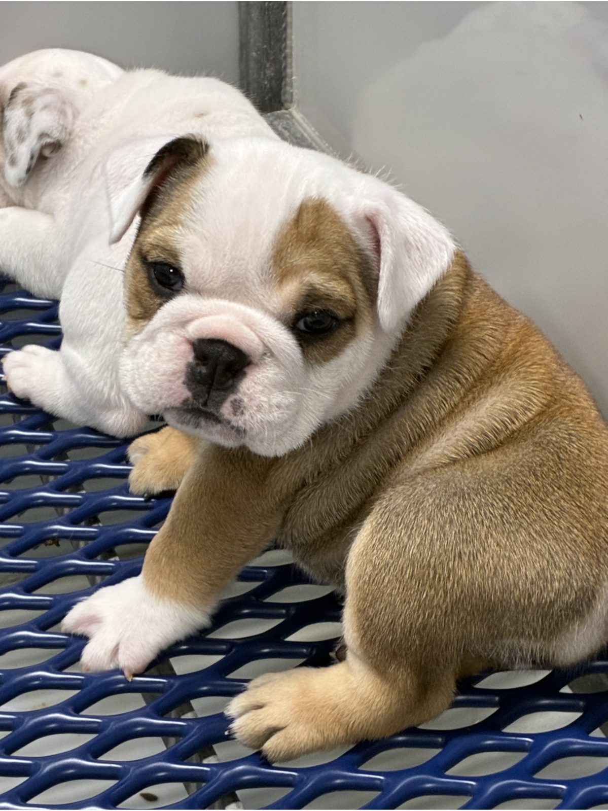 Kennel photograph taken at the Ohio inspection of Jason A Young – Shreve, OH on March 18, 2026, page 2 of the inspection report