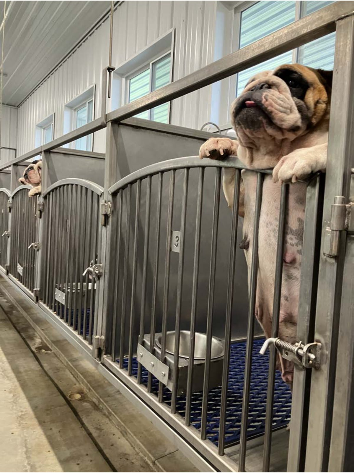 Kennel photograph taken at the Ohio inspection of Jason A Young – Shreve, OH on July 8, 2025, page 4 of the inspection report