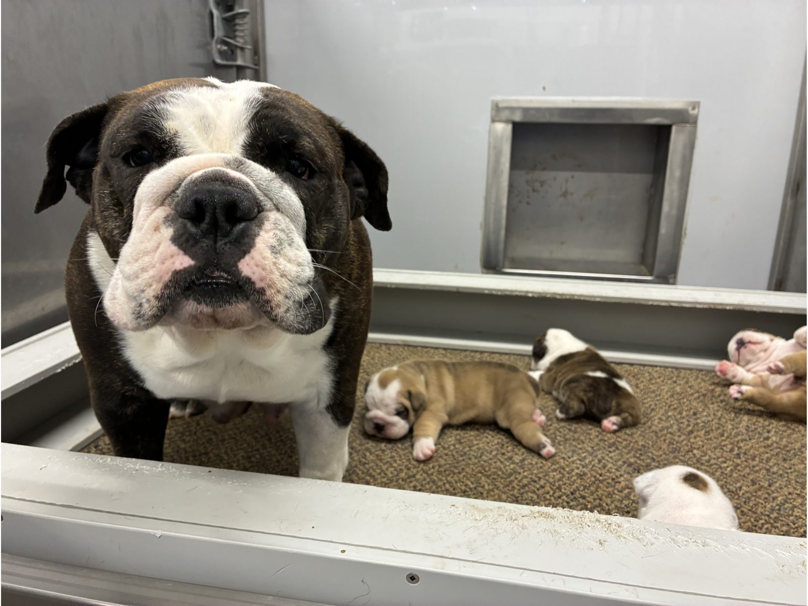 Kennel photograph taken at the Ohio inspection of Jason A Young – Shreve, OH on March 18, 2026, page 3 of the inspection report