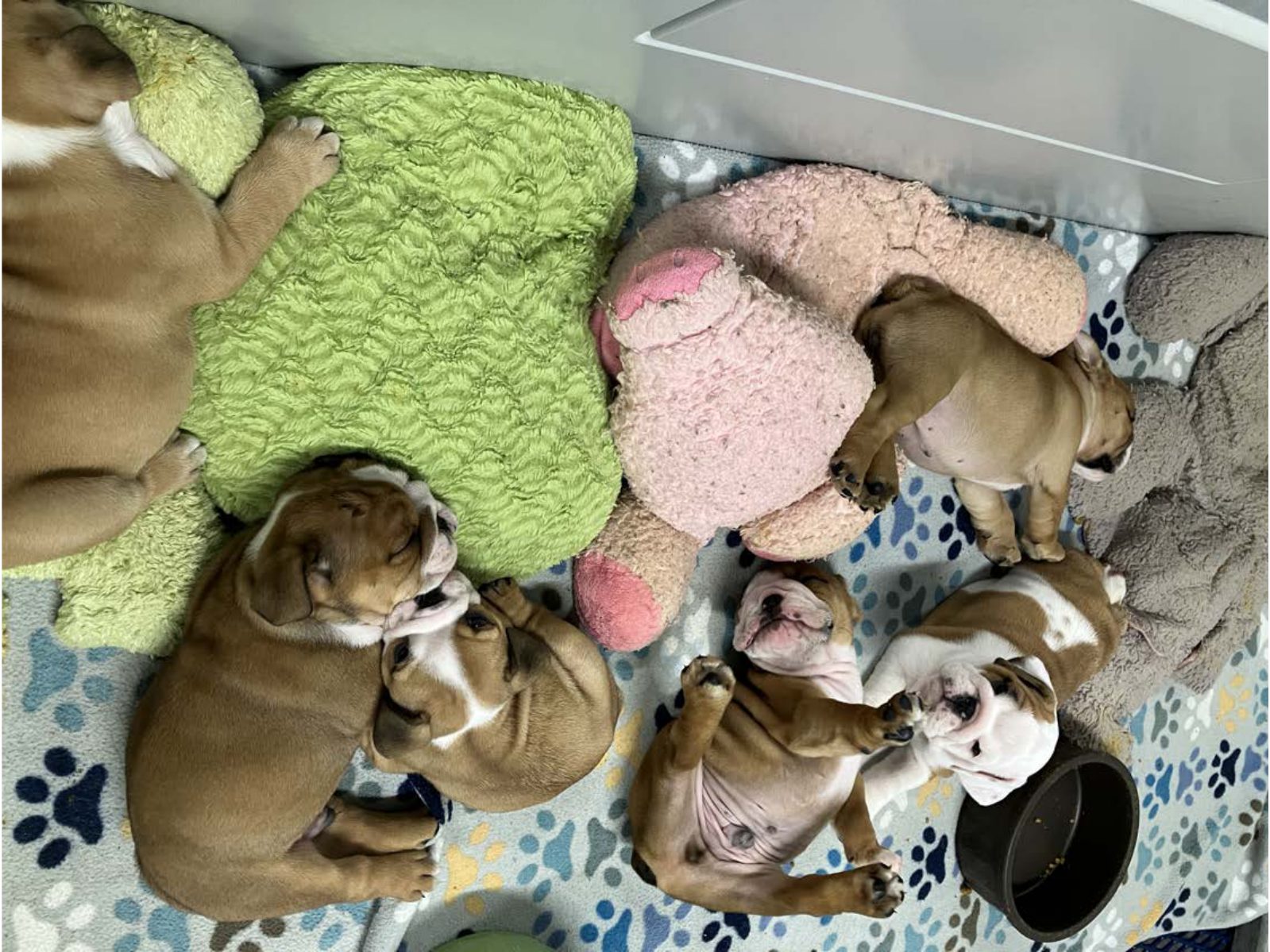 Kennel photograph taken at the Ohio inspection of Jason A Young – Shreve, OH on July 8, 2025, page 5 of the inspection report